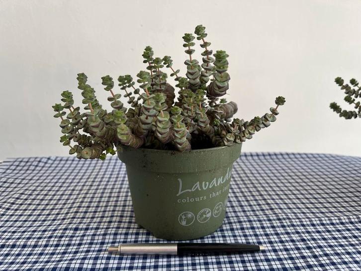 Crassula Rupestris - Hottentot Plant, Huis en Inrichting, Kamerplanten, Ophalen
