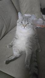 Brits korthaar, Dieren en Toebehoren, Katten en Kittens | Raskatten | Korthaar, Kater, Ontwormd