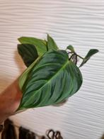 philodendron splendid stekjes aanbieding, Ophalen of Verzenden, Overige soorten, Minder dan 100 cm