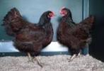 Barnevelder, Vrouwelijk, Kip