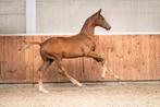 Actie!Hengstveulen One Million x Jazz x Flemmingh *Filmpje*, Dieren en Toebehoren, Dressuurpaard, 0 tot 2 jaar, Hengst, Onbeleerd