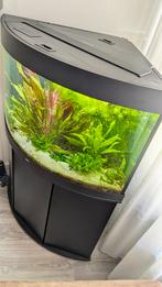 JUWEL Aquarium Trigon 190 inclusief onderkast hoek aquarium, Dieren en Toebehoren, Ophalen, Gevuld zoetwateraquarium