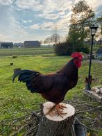 Rhode island red broedeieren, Kip, Vrouwelijk