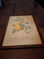Vintage Rosa Sulfurea Print in Houten Frame, Ophalen of Verzenden