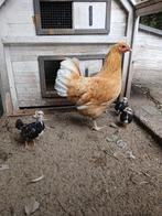 Barnevelder kriel, Dieren en Toebehoren, Meerdere dieren, Kip