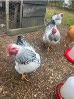 Mooie hanen Wyandotte kriel, Dieren en Toebehoren, Pluimvee, Mannelijk, Kip