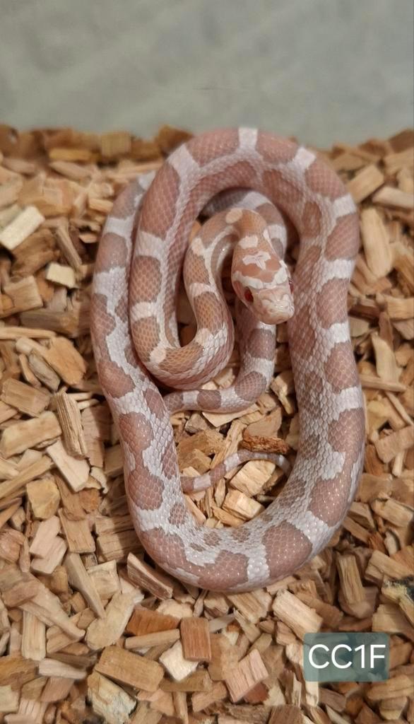 Red Factor Snow/ Ultramel Ghost Rattenslangen NK25