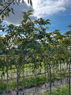 Prunus subh. ‘Autumnalis rosea’, Ophalen, Volle zon, Overige soorten, 100 tot 250 cm