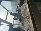 Jonge duiven te koop, Meerdere dieren, Postduif