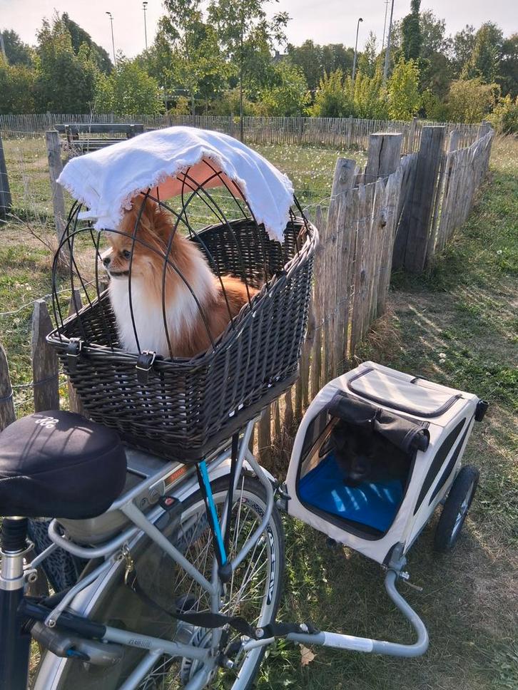 Hondenoppas vakantie, Diensten en Vakmensen, Dieren | Honden | Verzorging, Oppas en Les