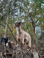 Gezocht koppel geiten ‼️