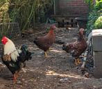 Te koop wyandotte kriel hennen, Dieren en Toebehoren, Pluimvee, Vrouwelijk, Kip