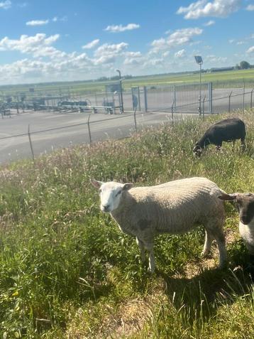 Overjarige ram te koop beschikbaar voor biedingen