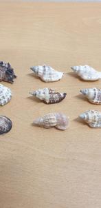 schelpenset 10 stuks, Huis en Inrichting, Woonaccessoires | Overige, Ophalen of Verzenden, 'T Olde Gre-j, Info@toldegrej.nl, Endepoelstraat 20f Didam