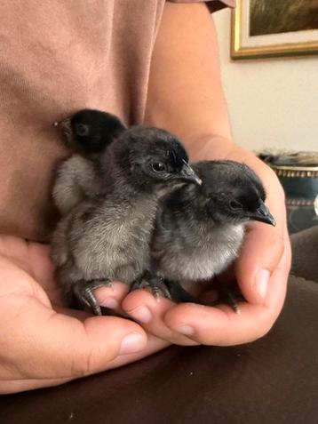 Zeldzame Dongxiang Lukedanji kuikens beschikbaar voor biedingen