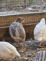 Japanse kwartels Celadon en gewoon, Meerdere dieren, Overige soorten