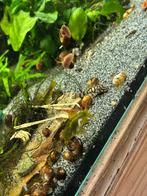 6 corydoras goldlaser/ stripe, Dieren en Toebehoren, Vis