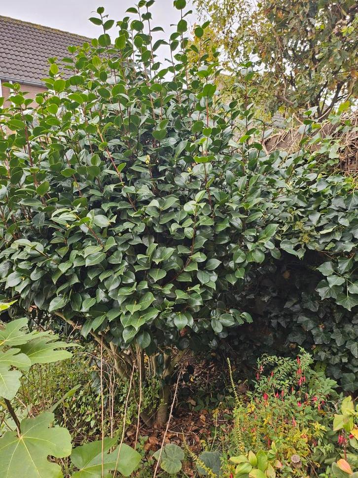 Camelia met rode bloemen, ca. 2 meter, Tuin en Terras, Planten | Bomen, Ophalen