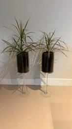 2 glazen glazen potten met echt planten, Ophalen, Overige kleuren, 50 tot 75 cm, Glas