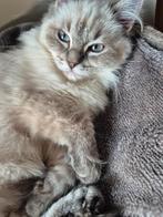 1 ragdoll x sibeer poesje, Dieren en Toebehoren, Katten en Kittens | Raskatten | Langhaar, Poes, Gechipt, 0 tot 2 jaar