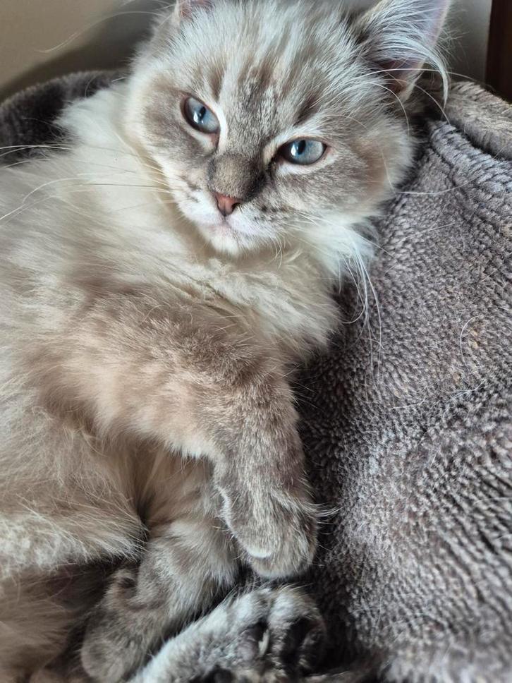 1 ragdoll x sibeer poesje, Dieren en Toebehoren, Katten en Kittens | Raskatten | Langhaar, Poes, 0 tot 2 jaar, Gechipt, Ontwormd