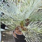 Chamaerops Humilis 'cerifera' - Dwergpalm Zilver g17601, Ophalen of Verzenden