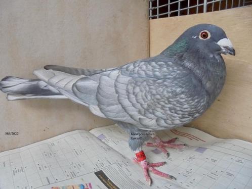 kleurpostduiven rubella spread x dunkleurig opaal geband, Dieren en Toebehoren, Vogels | Duiven, Postduif, Meerdere dieren