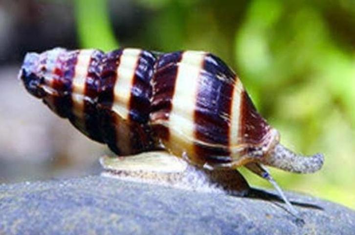 Slak etende slak - Anatome Helena - Helena slak, Dieren en Toebehoren, Vissen | Aquariumvissen, Zoetwatervis, Vis