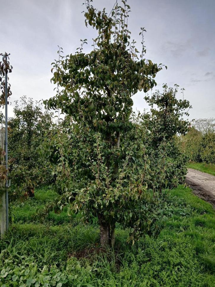 Grote partij fruitbomen, Tuin en Terras, Planten | Fruitbomen, Perenboom, 100 tot 250 cm, Lente, Ophalen