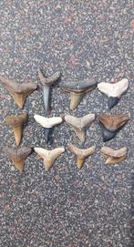12 fossielen haaientanden uit Bone Valley, Florida, Ophalen of Verzenden, Fossiel