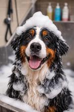 Trimsalon voor grote honden biddinghuizen, Ophalen of Verzenden, Nieuw