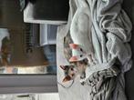 Twee lieve kittens, Dieren en Toebehoren, Katten en Kittens | Overige Katten, Poes, Kortharig, 0 tot 2 jaar