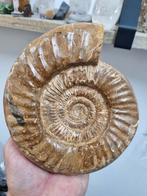 Grote ammoniet, Verzamelen, Mineralen en Fossielen, Ophalen of Verzenden, Mineraal