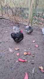 Orpinton Kriel haan zwart, Mannelijk, Kip