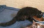 Zwarte poes met schapenvacht (REX), Dieren en Toebehoren, Katten en Kittens | Overige Katten, Poes, Kortharig, 0 tot 2 jaar