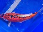 Koi Karper Doitsu Showa 52 CM, Dieren en Toebehoren, Karper of Koi