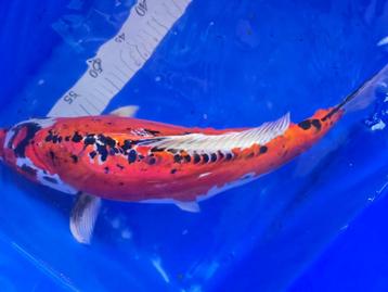 Koi Karper Doitsu Showa 52 CM beschikbaar voor biedingen