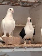 Griekse vliegmeeuwtjes, Dieren en Toebehoren, Vogels | Duiven, Meerdere dieren