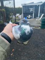 Postduif, Mannelijk, Postduif