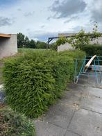 Taxus haag 120 cm - 170 cm, Tuin en Terras, Ophalen, Taxus, 100 tot 250 cm
