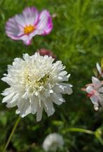 Zaden scabiosa grootbloemig, lange steel, wit,roze,paars, Tuin en Terras, Ophalen of Verzenden, Voorjaar, Volle zon, Zaad