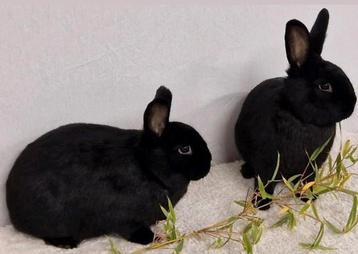 Koppel Alaska konijnen  beschikbaar voor biedingen