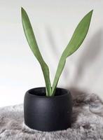 Sanseveria Moonshine plant, Huis en Inrichting, Kamerplanten, Ophalen, Overige soorten, Halfschaduw, Minder dan 100 cm