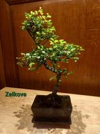 Bonsai, Ophalen, Volle zon, Overige soorten, Minder dan 100 cm