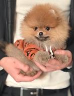 Pomeraniaan, pomerian pup . Mini Bear type, Dieren en Toebehoren, Honden | Poolhonden, Keeshonden en Oertypen, Keeshond, Reu, CDV (hondenziekte)