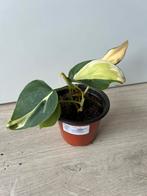 Philodendron cream splash, Huis en Inrichting, Kamerplanten, Ophalen of Verzenden, Overige soorten, Minder dan 100 cm