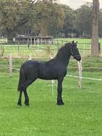 Fries hengst veulen, Minder dan 160 cm, Niet van toepassing, Dressuurpaard, 0 tot 2 jaar