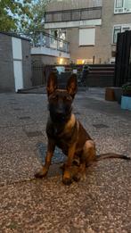 Lieve jonge Mechelse herder zoekt een stabiel en ervarenhuis, Dieren en Toebehoren, Honden | Herdershonden en Veedrijvers, Rabiës (hondsdolheid)