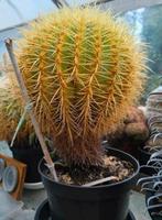Grote cactus, Ophalen, Cactus, Volle zon, Minder dan 100 cm