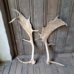 2x Landelijke afwerpstang gewei damhert 55-65cm *Etage3*, Gebruikt, ., Ophalen of Verzenden, .